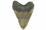 Serrated, Fossil Megalodon Tooth - North Carolina #355859-1